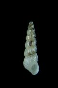Chrysallida&nbsp;fenestrata
